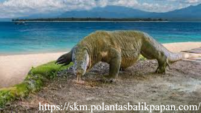 20 Komodo NTT Diselundupkan ke Thailand